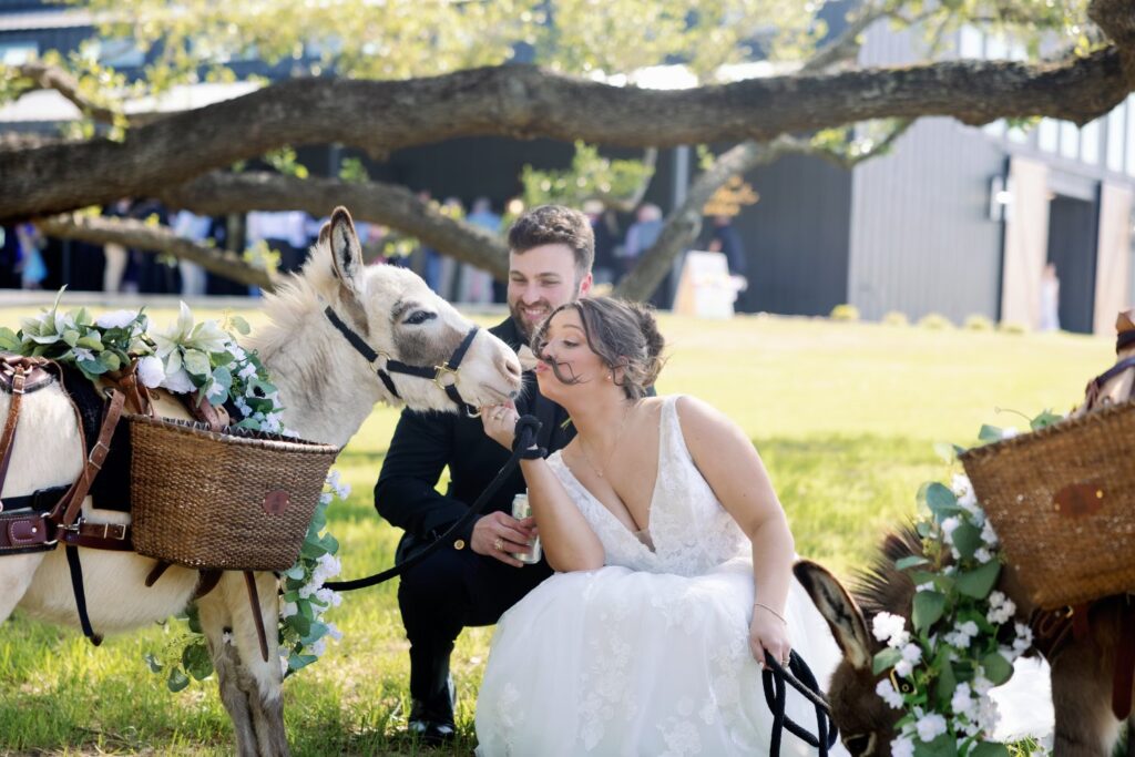 Beer burro, donkeys, wedding donkey, cocktail hour, Texas outdoor cocktail hour