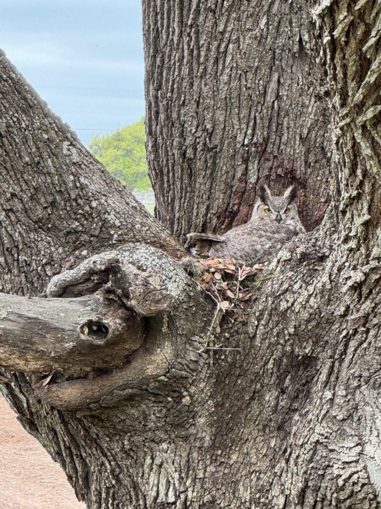 Texas venue, Texas owl, century oak trees